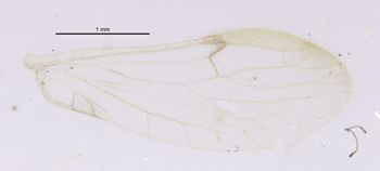 Media type: image;   Entomology 11935 Aspect: hind wing